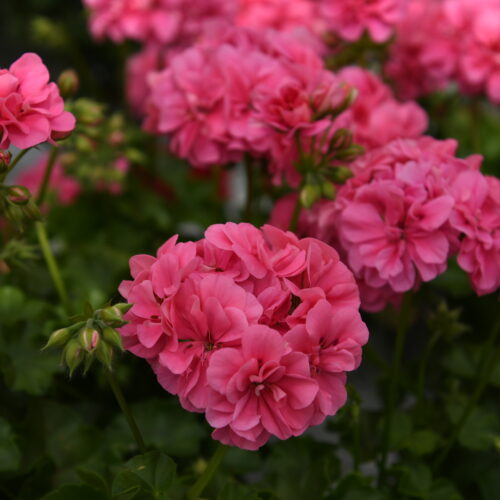 Pelargon sommarblommor