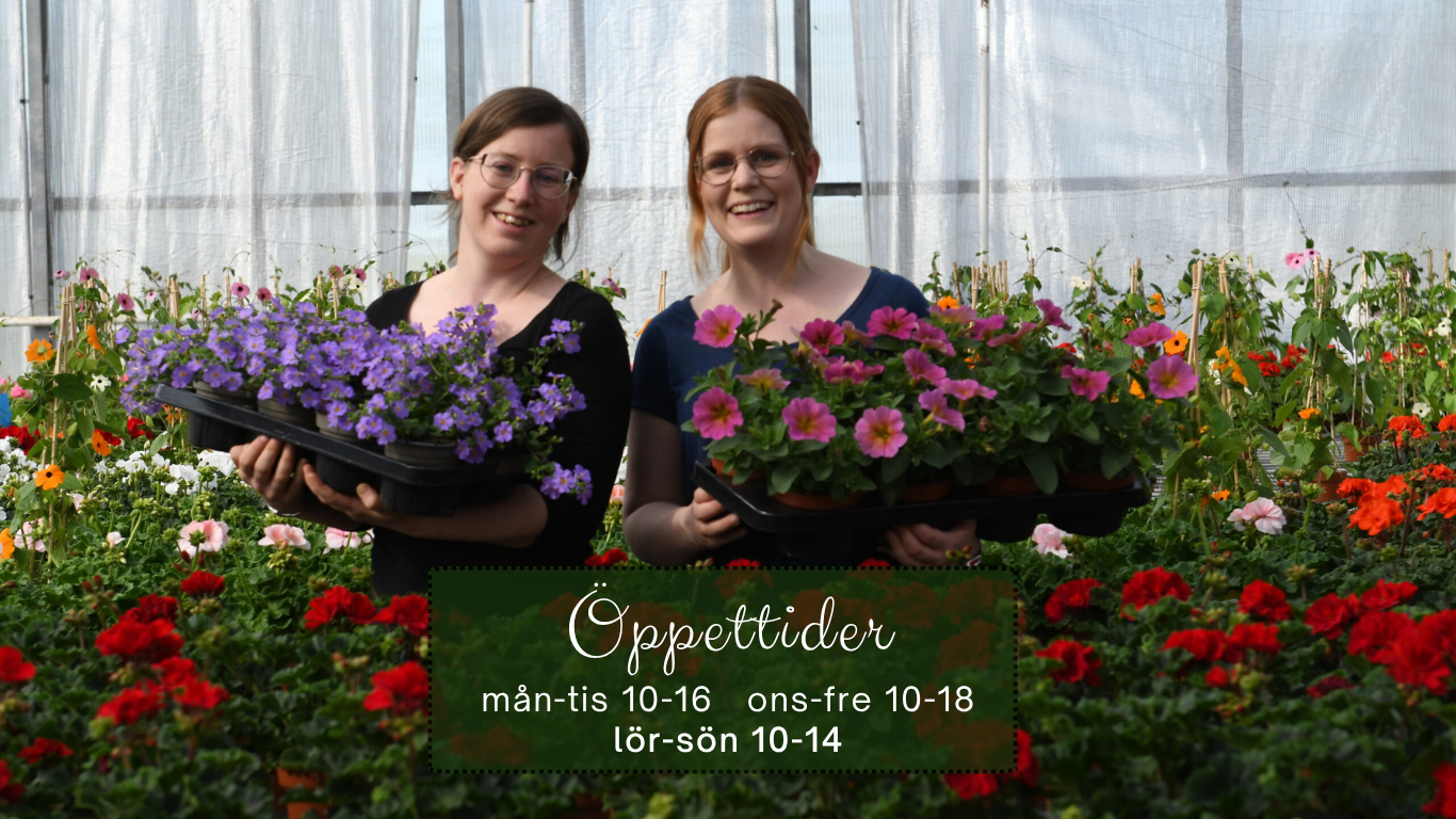 blommor, altan, sommarblommor, trädgård, uteplats, balkong, blommor i kruka, maj, juni öppettider