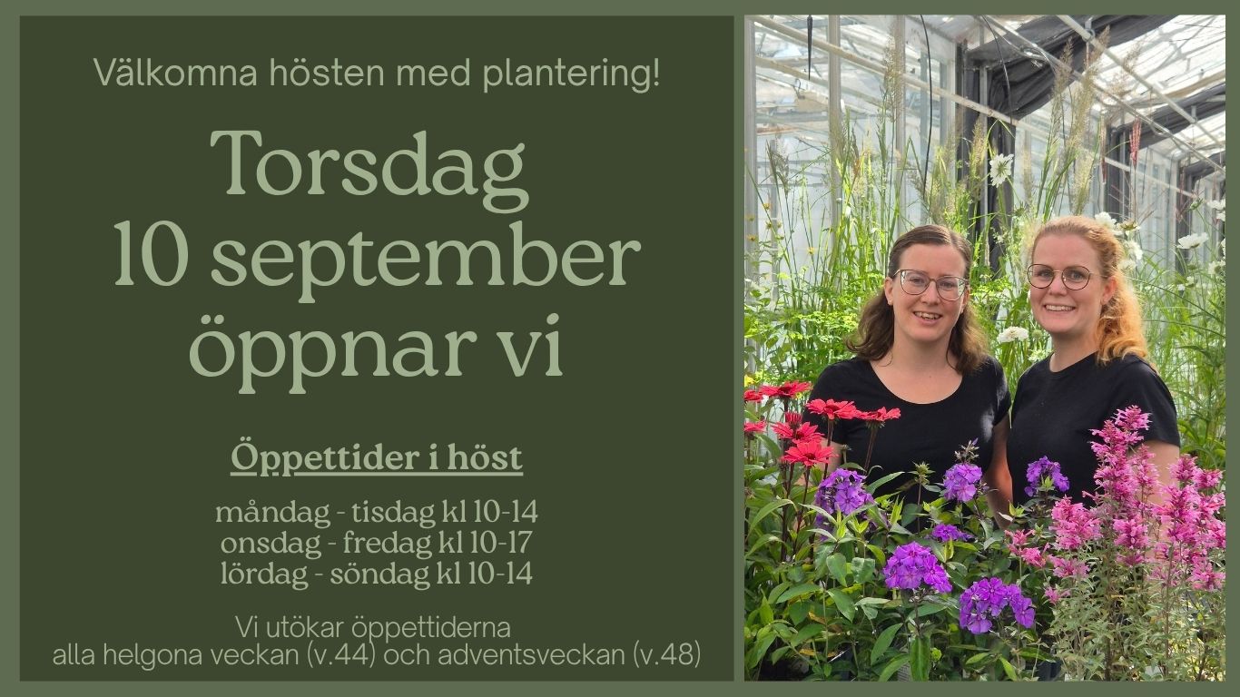 Höstsäsong, höstblommor, höstväxt, perenner, öppet i höst 2026